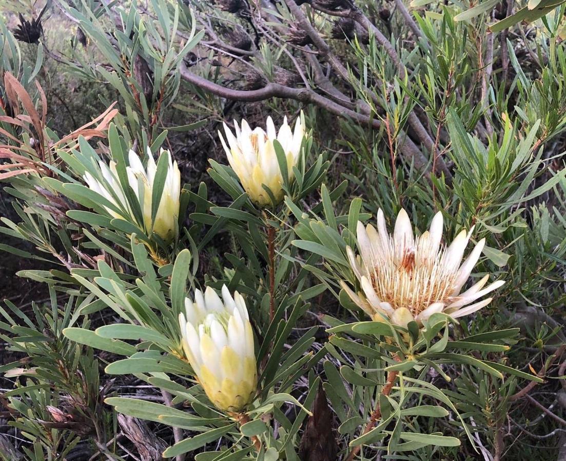 Welbedacht Game & Nature Reserve Tulbagh Kültér fotó