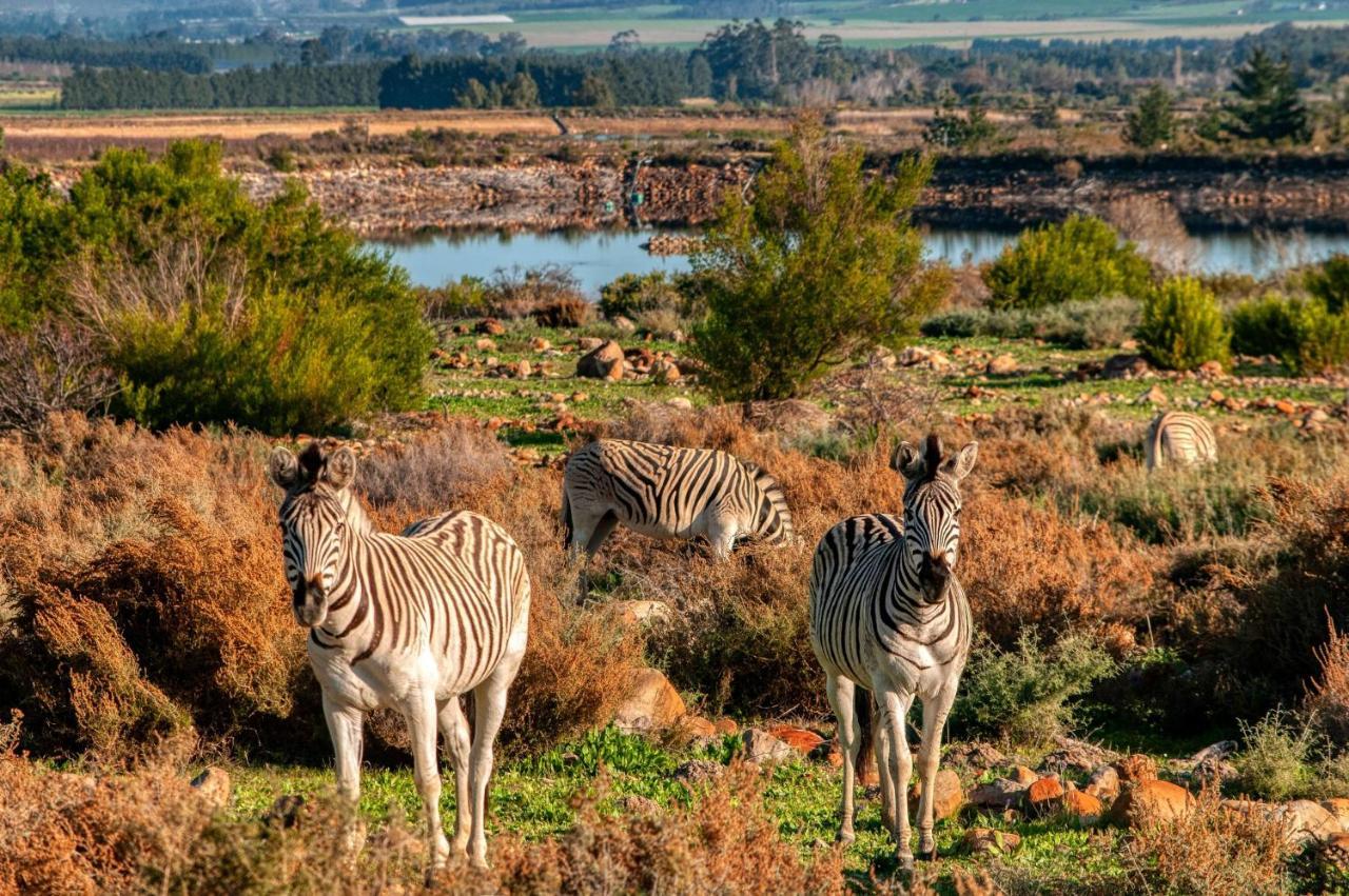 Welbedacht Game & Nature Reserve Tulbagh Kültér fotó