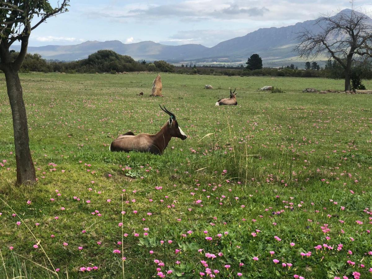 Welbedacht Game & Nature Reserve Tulbagh Kültér fotó